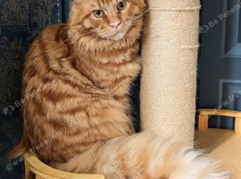 9 month old boy