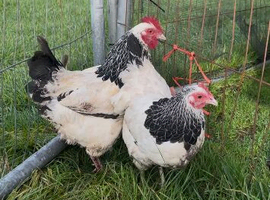 Light Sussex bantams