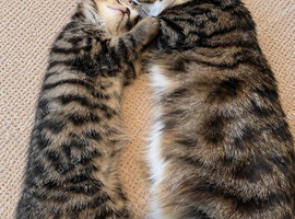 Gorgeous bengal kittens for sale