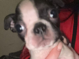 1 little Boston terrier boys