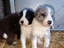 Ready soon border collie puppies