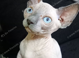 Bambino Sphynx Kittens Ready