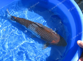 Koi Carp Ochiba Shigure Japanese Bred