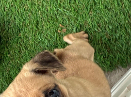 Gorgeous Pug Puppies