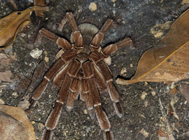Burgundy Goliath Birdeater
