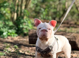 Looking for a new home for our sky