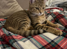 8 month old tabby female kitten