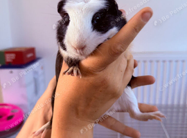 2  male Guinea pigs