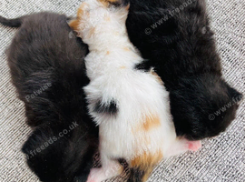 Adorable kittens