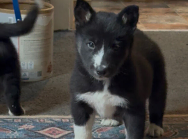 Collie/Husky