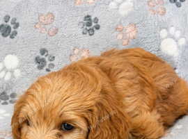 1 Male F2 Cockapoo Puppy