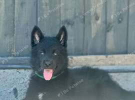 STRAIGHT BACKED GERMAN SHEPHERD PUPPIES FOR SALE