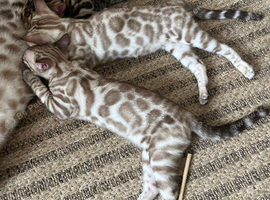 Bengals