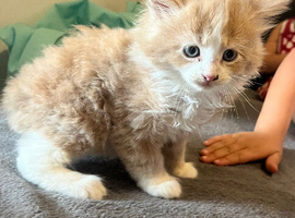 Kittens