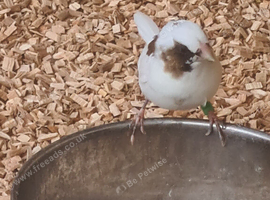 5 month old- female- pied bengalese finch