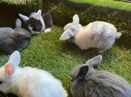 Mini lop mixed sex&rsquo;s