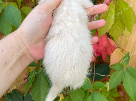 Semi angora kits available