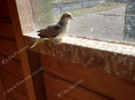 2026 bred birds