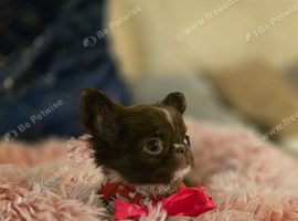 Stunning chocolate and white longcoat chihuahua female puppy