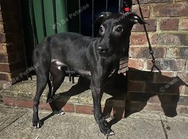 Lovely whippet