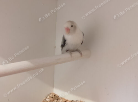 Mutation Lovebirds