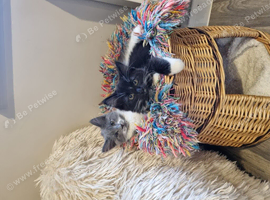 1 female and one male kitten
