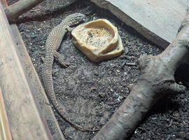 Ackie monitor