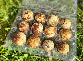 Coturnix quail hatching eggs