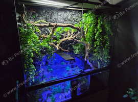 Wanted - Mexican & White tree frogs