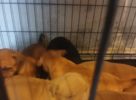 Shar pei cross