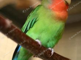 Lovely paired love bird