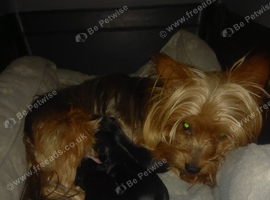 Yorkshire terrier puppies