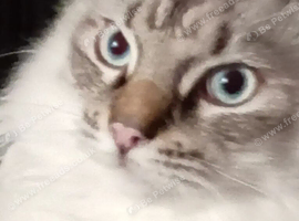 Male ragdoll urgent