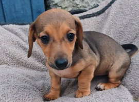 Dachshund Whippet X