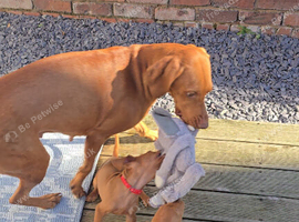 Vizsla puppies 6/10 left