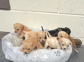 7 King Charles puppy&rsquo;s