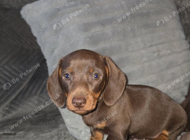 Miniature dachshund