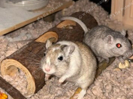 2 female gerbils