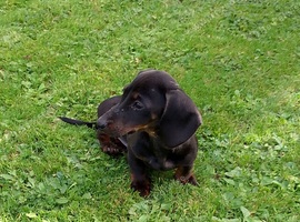 2 miniature dachshund puppies
