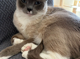 Ragdoll boy
