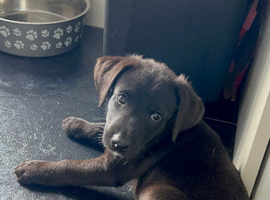 Boy pup ready to leave Labrador / kelpie puppies / pup