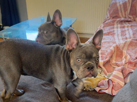 1 male puppy left