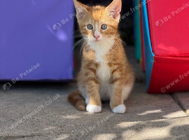Male kitten