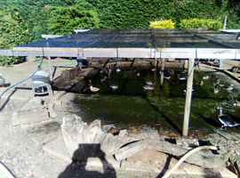 Maned geese for sale