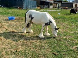 12.2 coloured gelding