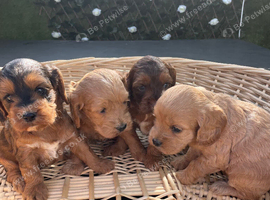 F1 B cavapoo puppies