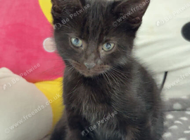 black kitten