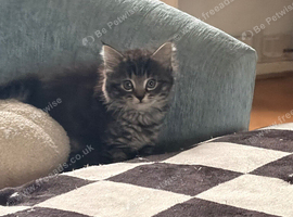 4 tabby kittens mum part ragdoll