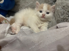 Adorable little kitten needs rehoming
