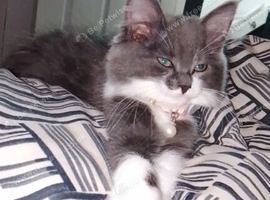 Female kitten